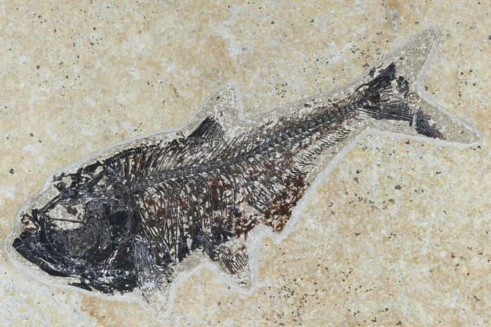 Fossil Fish (Diplomystus) - Green River Formation #115582